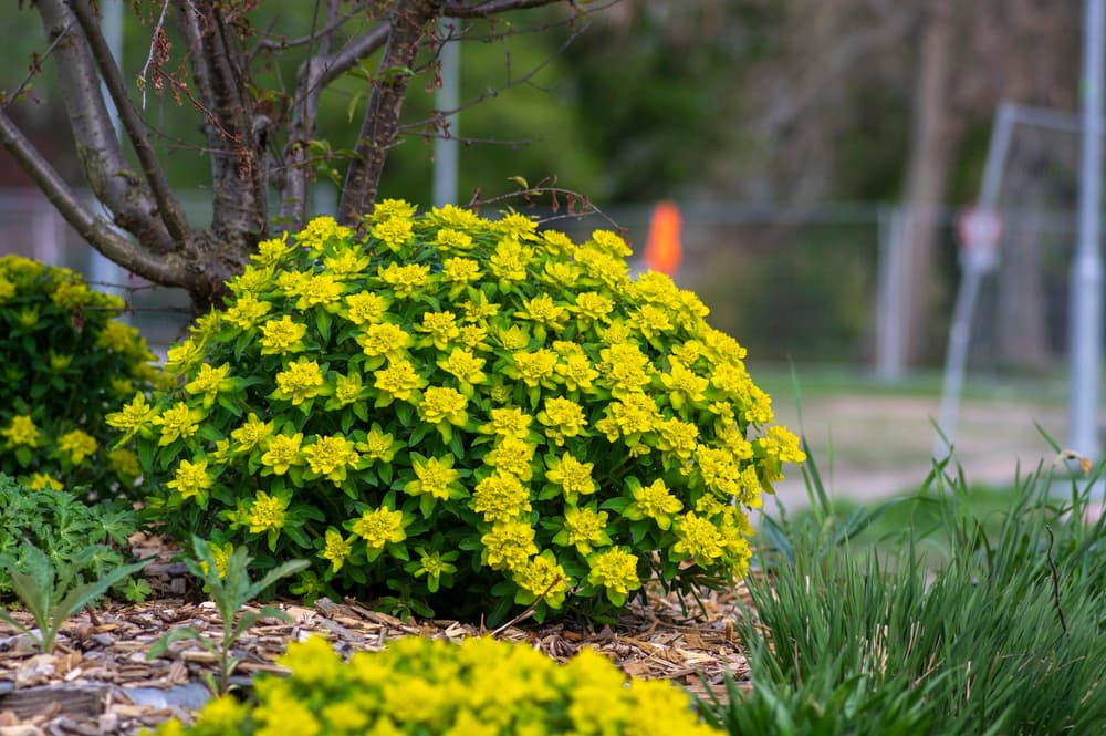 Euphorbia epithymoides w ogrodzie 