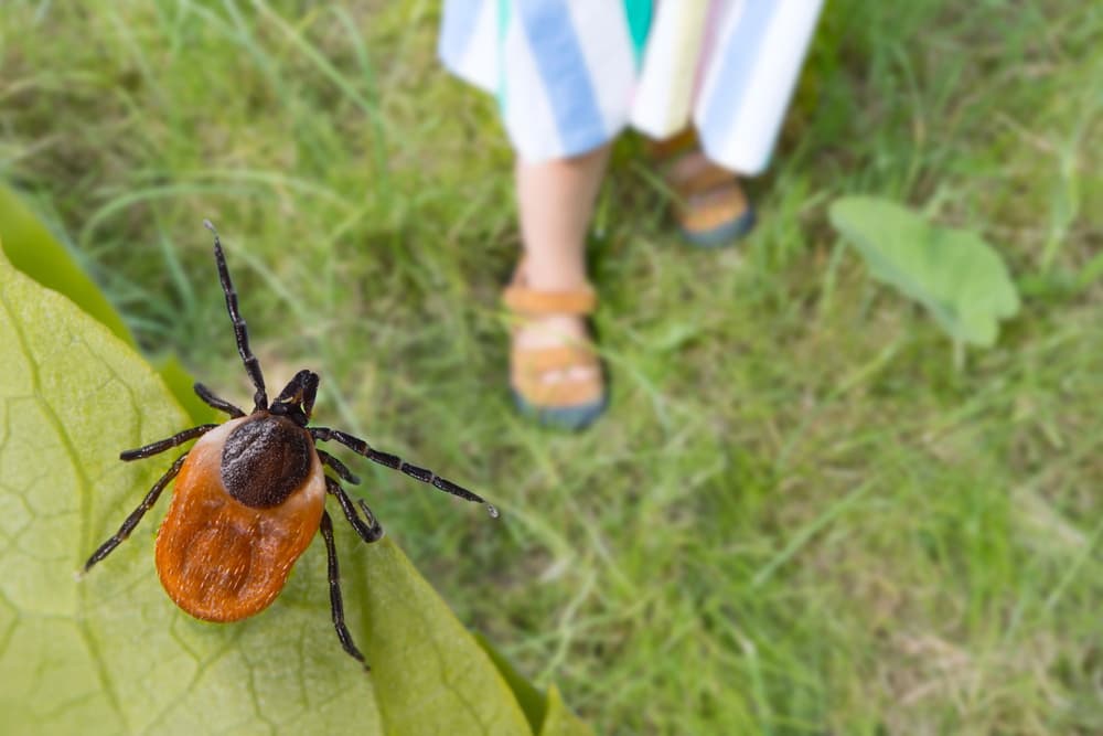 Kleszcz – to jego ukąszenie powoduje reakcje nazwaną: alfa-gal.