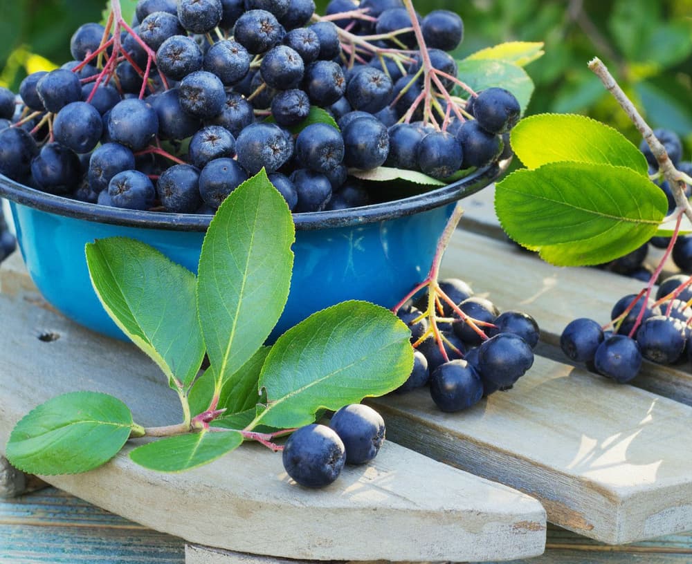 Aronia – jak wpływa na zdrowie? Czy warto pić sok z aronii? Aronia – jak wpływa na zdrowie? Czy warto pić sok z aronii?