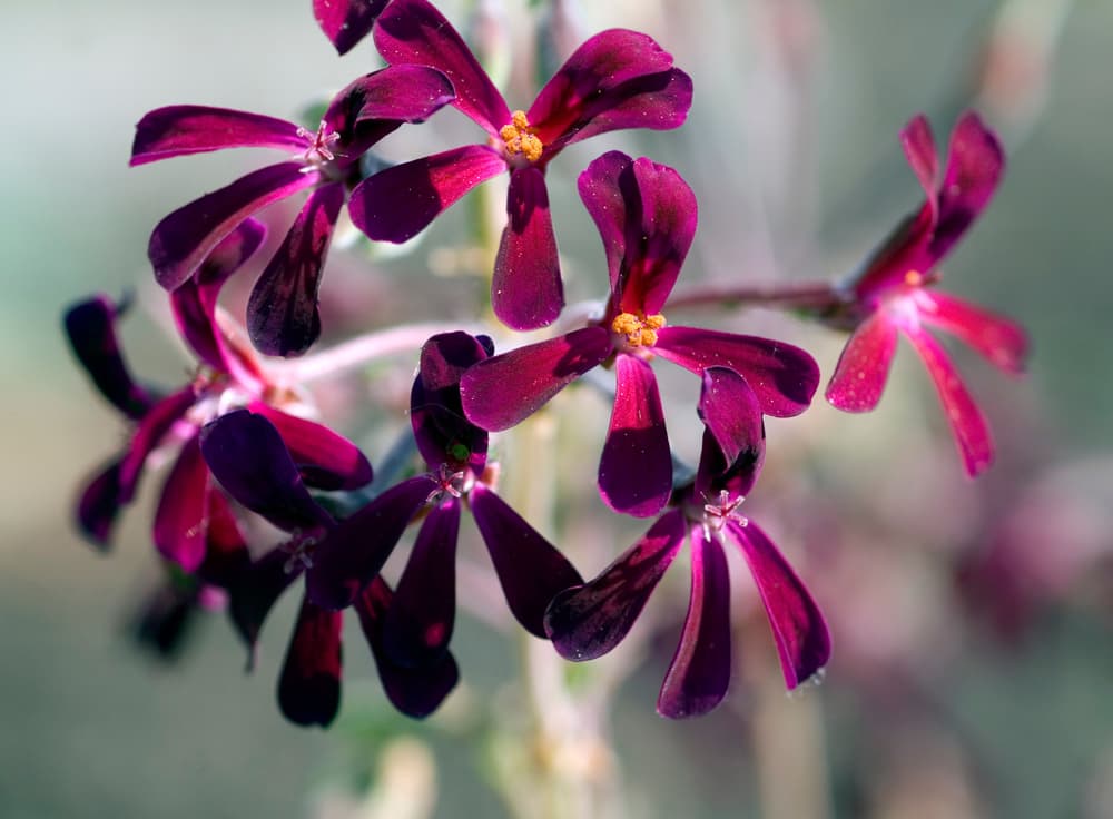 pelargonia afrykańska pelargonia afrykańska