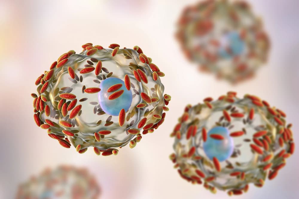 bakterie pochwowe bakterie pochwowe