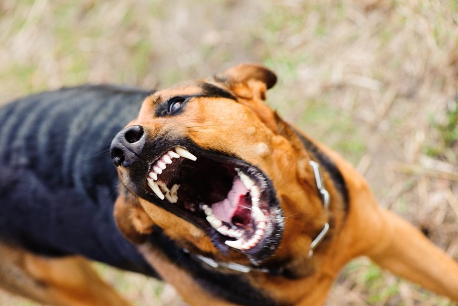 Kynofobia – przyczyny, objawy i leczenie lęku przed psami