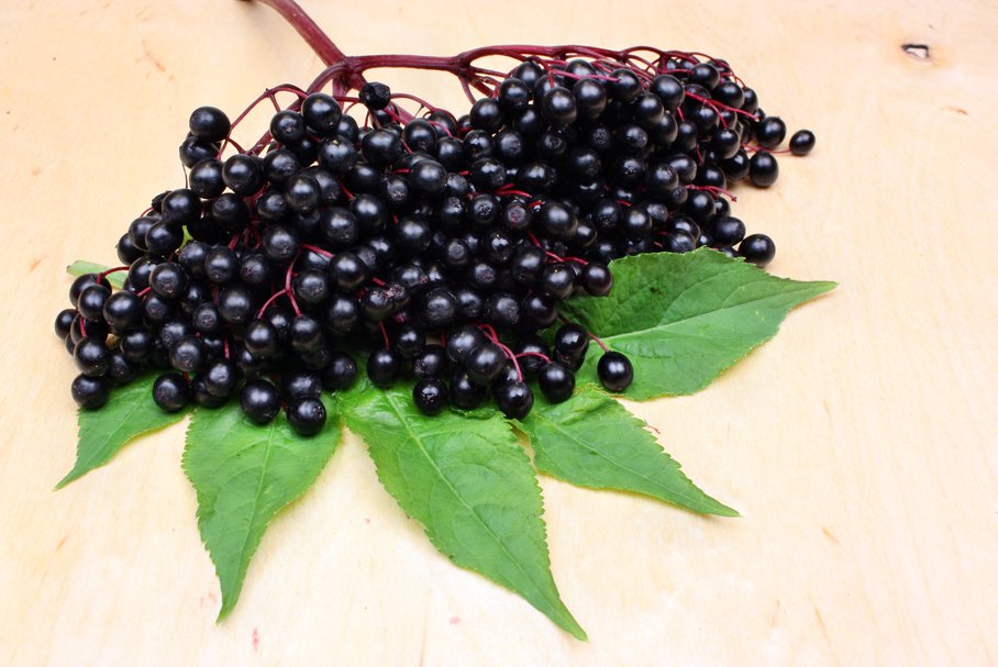 Przetwory z owoców czarnego bzu – nalewka, dżem – przepisy