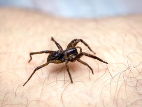 Pająk chodzący po skórze człowieka.