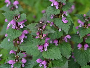 Jasnota purpurowa.
