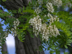 robinia akacjowa