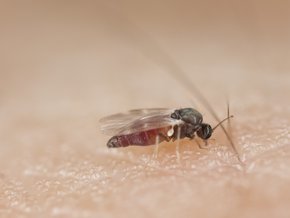 Ugryzienie meszki – objawy, leczenie, domowe sposoby, zapobieganie ukąszeniom