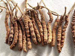 Kordyceps