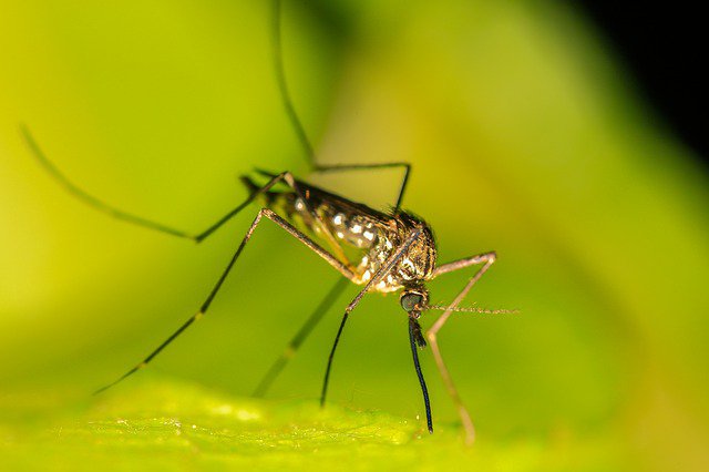 Rośliny odstraszające komary – czy są skuteczne? Jakie warto posadzić w ogrodzie?