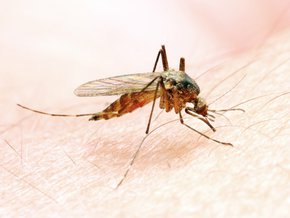 Alergia na jad owadów