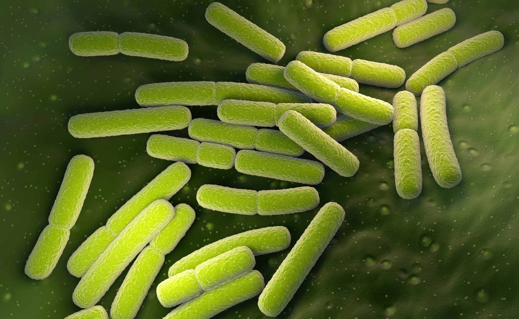 Escherichia coli w pochwie i enterococcus w pochwie – co to znaczy? - wylecz.to