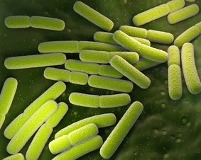 Escherichia coli w pochwie