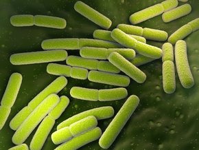 Escherichia coli w pochwie