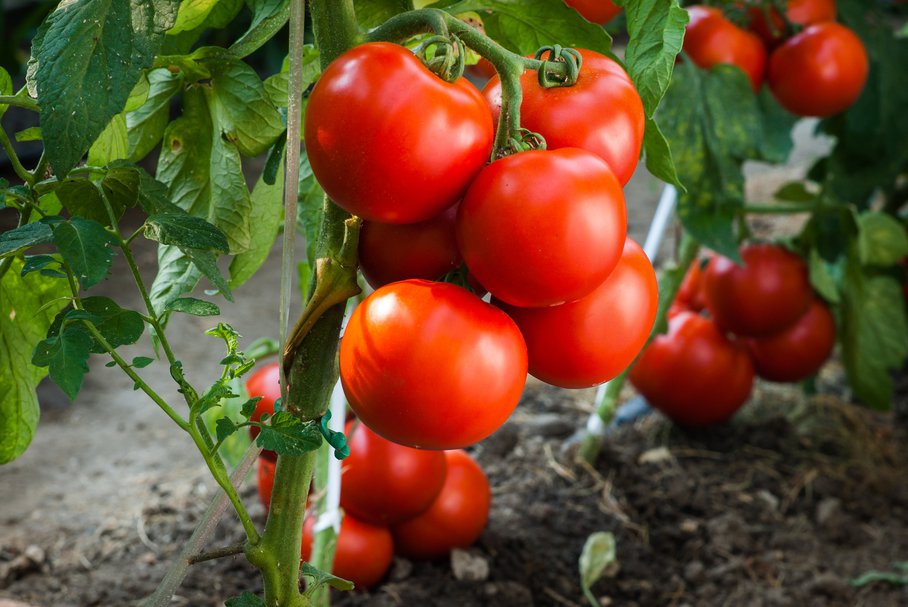 pomidory wartości odżywcze