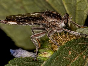 entemofobia
