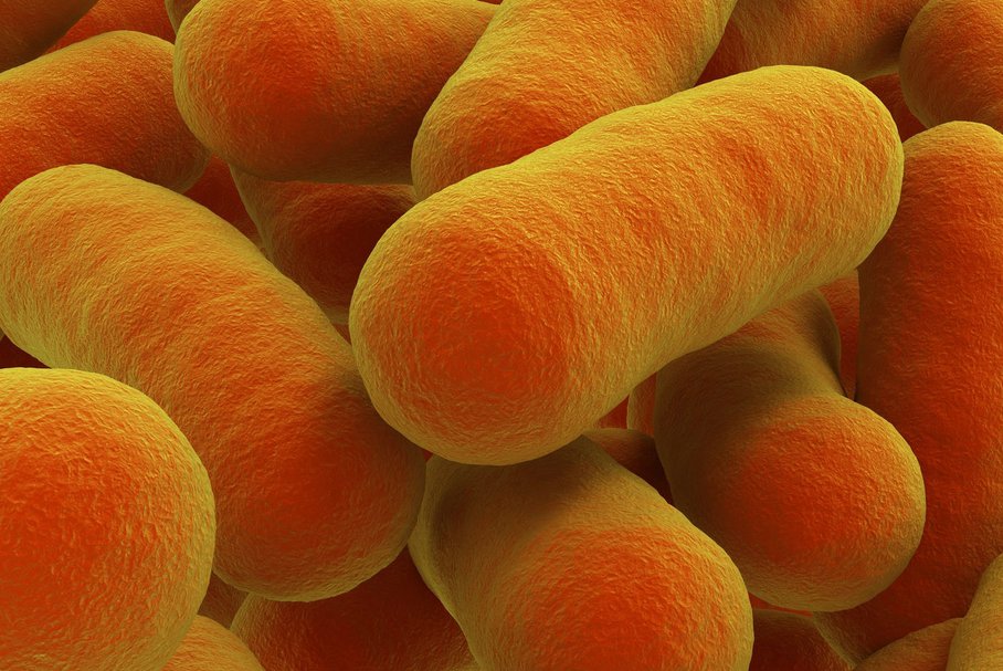 Czerwonka bakteryjna – przyczyny, objawy, leczenie dyzenterii