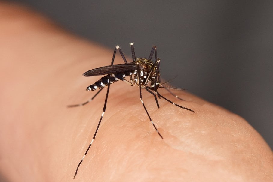Denga – objawy, szczepionka, leczenie wirusa i profilaktyka