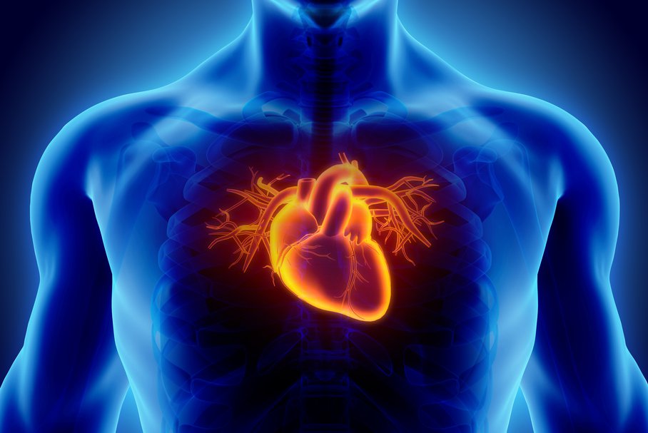 Model 3D ludzkiego serca.
