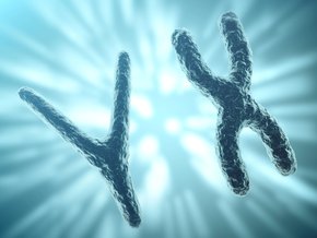 Chromosomy X i Y