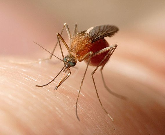 Ukąszenie komara – jak sobie radzić?