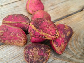 Cola nitida – naturalny spalacz tłuszczu – jakie ma właściwości? 