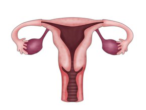 Jajniki drobnopęcherzykowe – czym są pęcherzyki na jajnikach?
