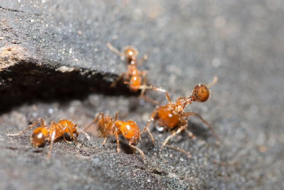 mrówki ogniste