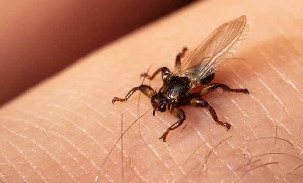 Strzyżak sarni na skórze człowieka.