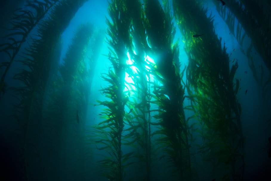 Kelp, czyli morszczyn pęcherzykowaty