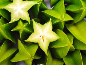 Karambola