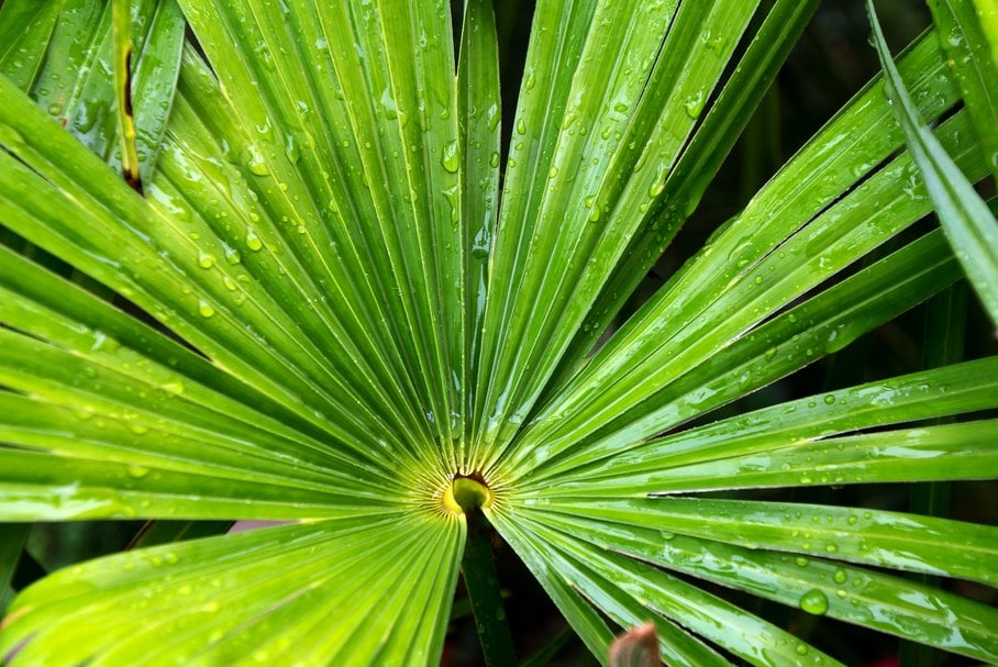 palma sabałowa