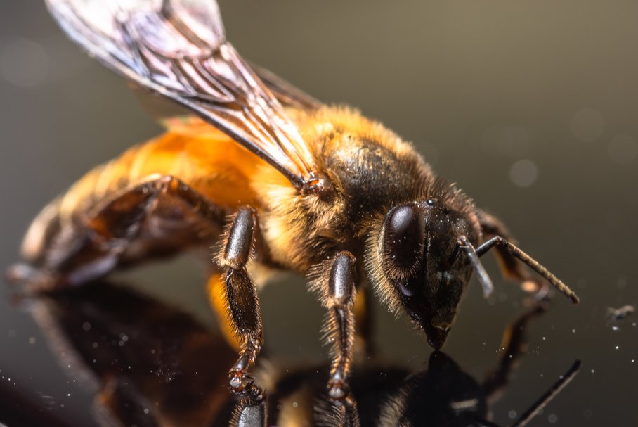Użądlenie pszczoły
