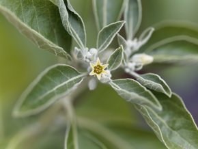 Ashwagandha – nie tylko na stres