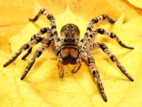 tarantula ukraińska