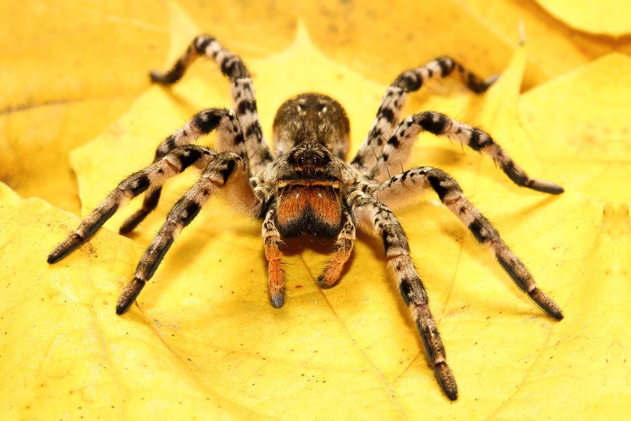 Tarantula ukraińska – jak wygląda, czy jest jadowita, postępowanie po ukąszeniu