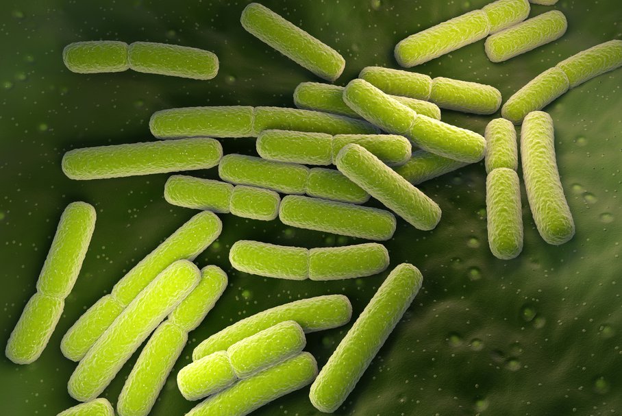 E. coli w moczu – co oznacza bakteria Escherichia coli w moczu i jak leczyć zakażenie?
