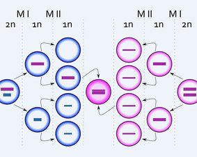 trisomia chromosomu X