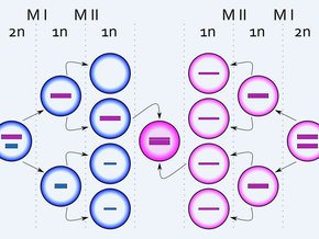 trisomia chromosomu X