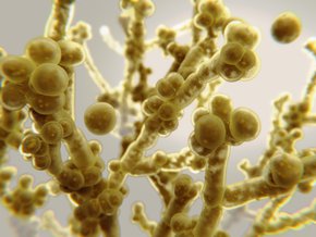 Grzybnia Candida auris w zbliżeniu.