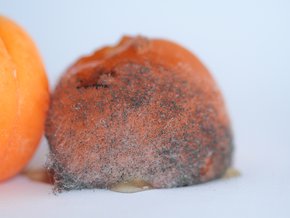 Cladosporium