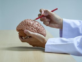 Neurolog trzymający model mózgu.