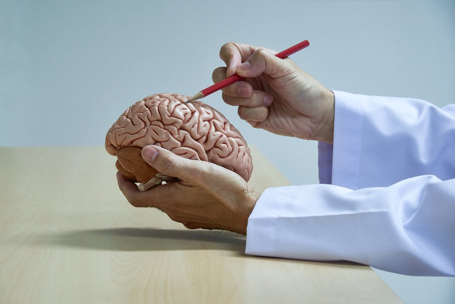 Neurolog trzymający model mózgu.