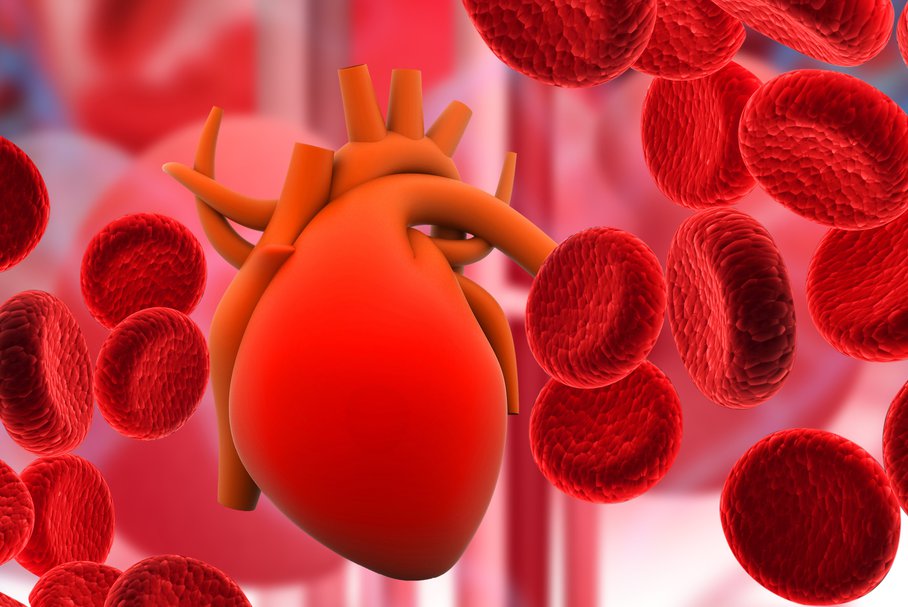 Czerwone krwinki i serce człowieka.