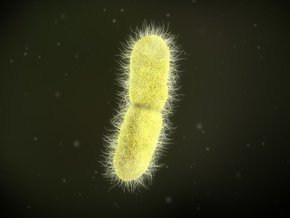 Klebsiella pneumoniae