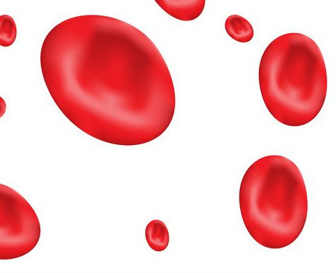 Średnie stężenie hemoglobiny w erytrocycie (MCHC)