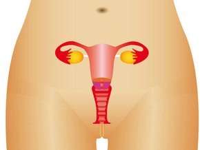 Wady anatomiczne pochwy i macicy
