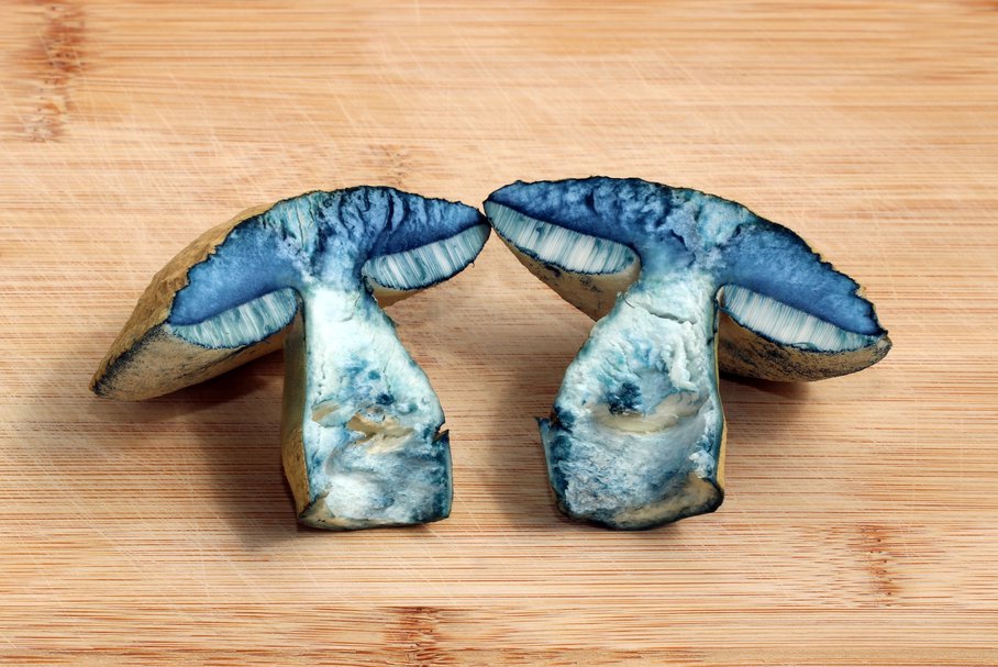 Piaskowiec modrzak – jak smakuje niebieski grzyb jadalny?