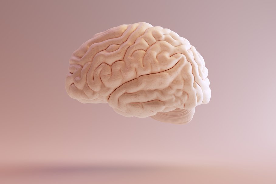 Jakie funkcje ma pień mózgu?