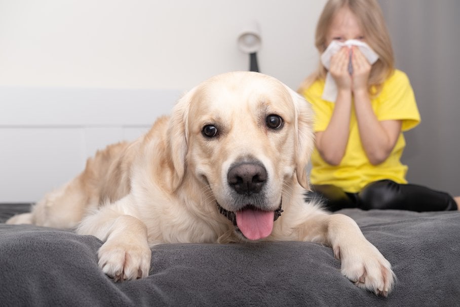 Pies i dziewczynka z alergią na psa.