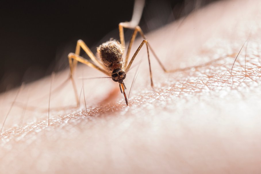 Malaria – objawy, przebieg, leczenie. Na czym polega cykl rozwojowy zarodźca malarii?
